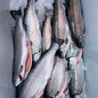 Load image into Gallery viewer, Pick Up Saturday in Hollis/Nashua, NH 10 to 2pm
